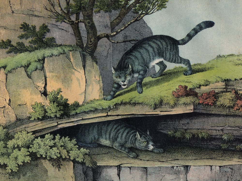 Vintage Kolb 6 Tafel 2 Wildkatze