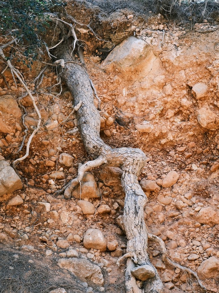 Old Tree Root // Ibiza Nature Photography