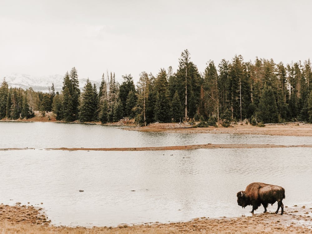 Lakeside Bison