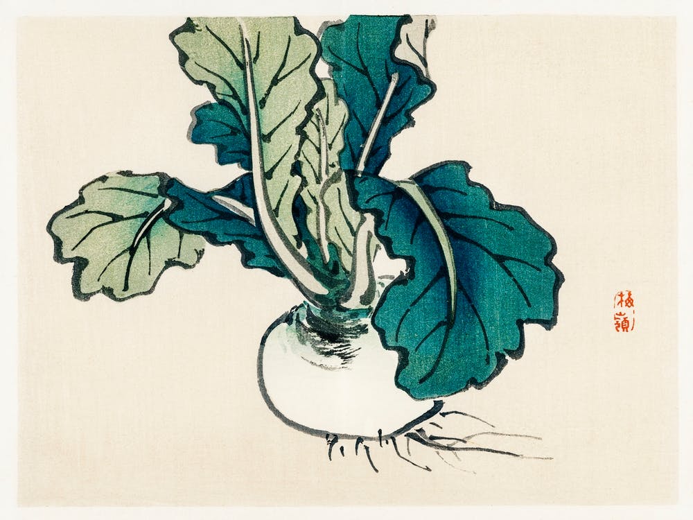 Radish, Kōno Bairei