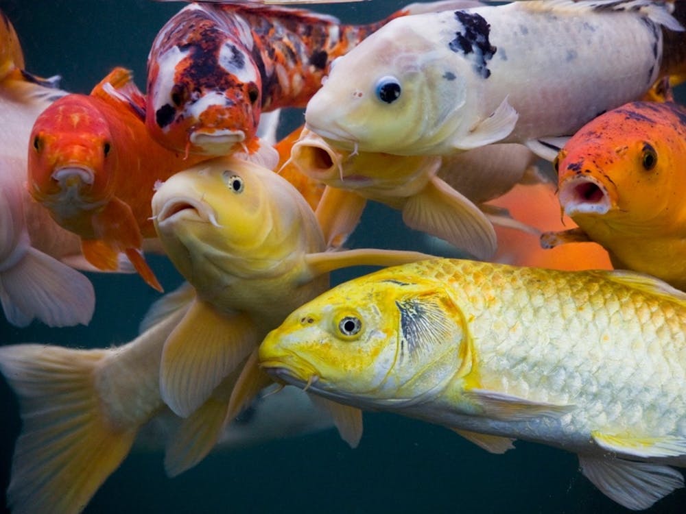 Koi Fish 1