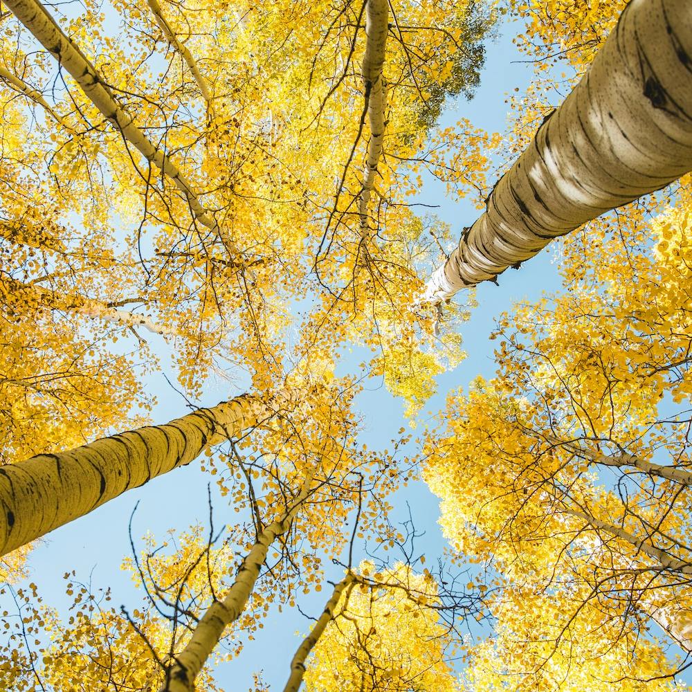 Yellow Trees Square