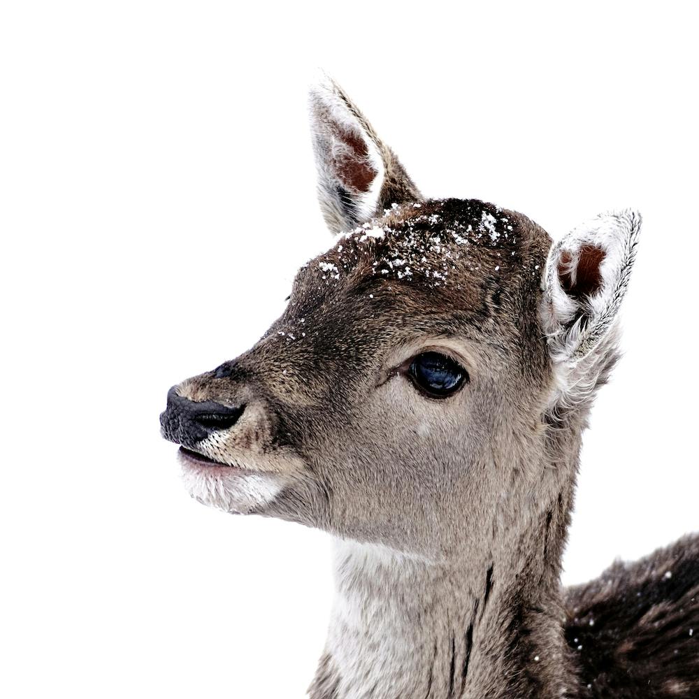 Little Fawn Fiona 2 Square