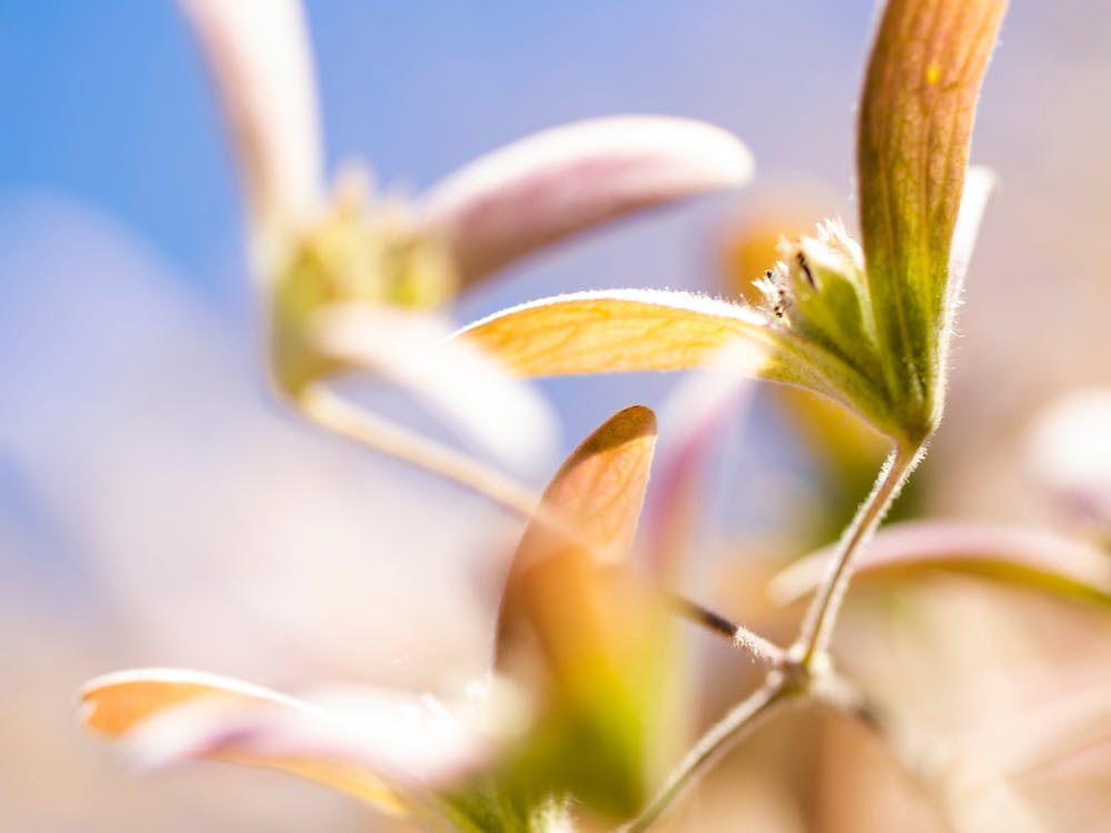 Sunny Flower