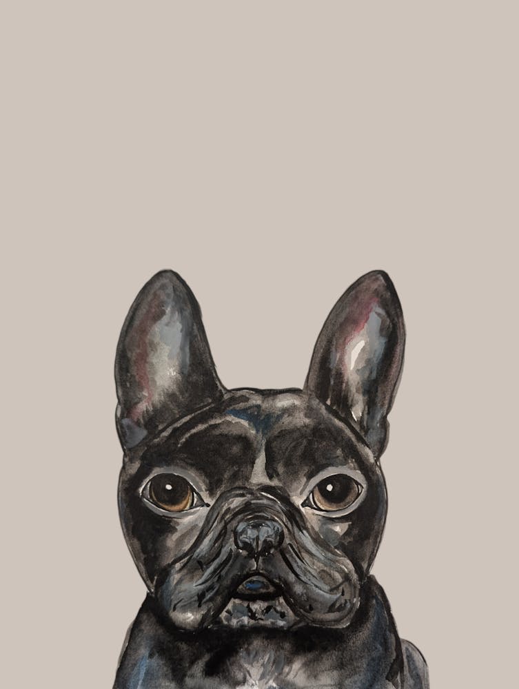 Black French Bulldog Watercolour Illustration Pet Dog
