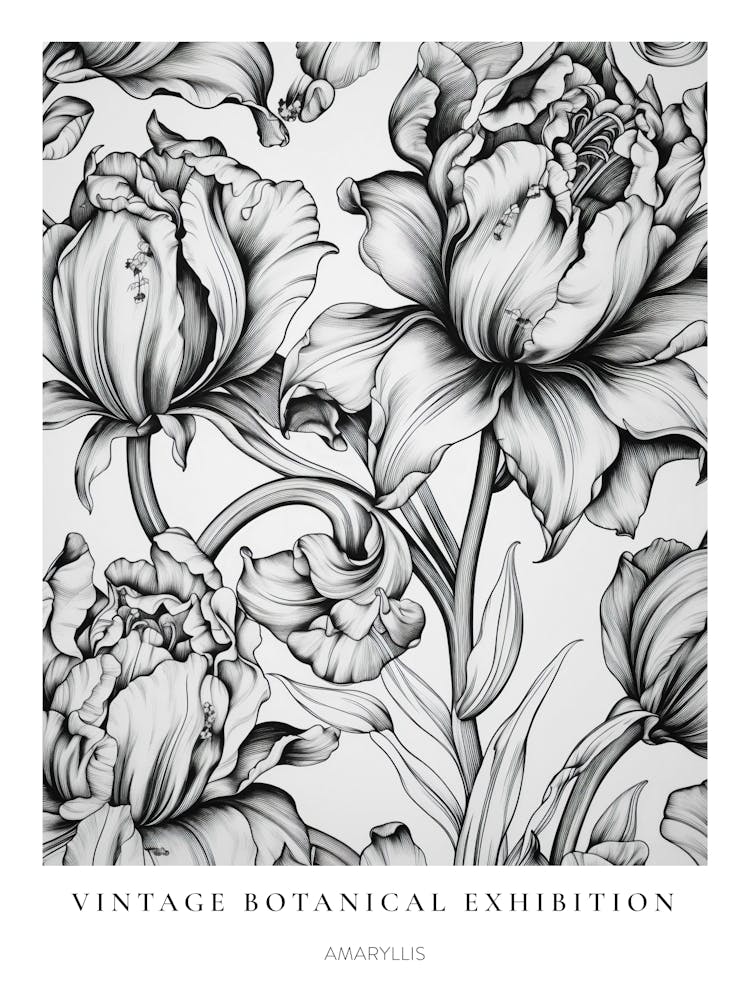 Amaryllis B&W Vintage Botanical Poster