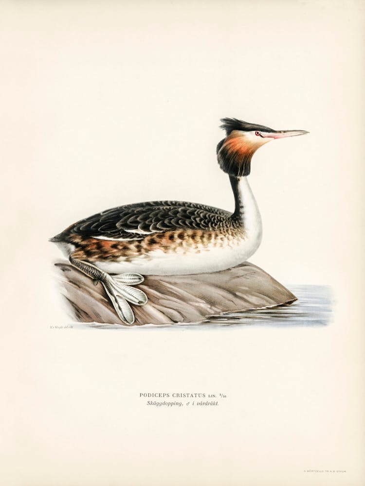 Podiceps Cristatus, The Von Wright Brothers 1