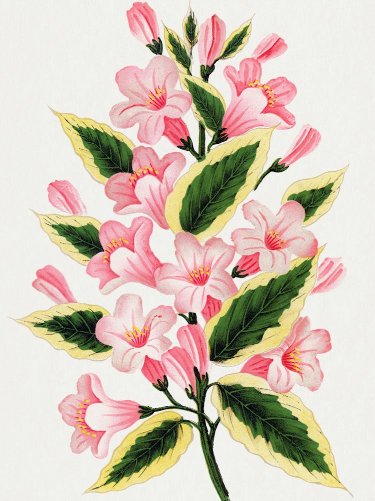Pink Flowers