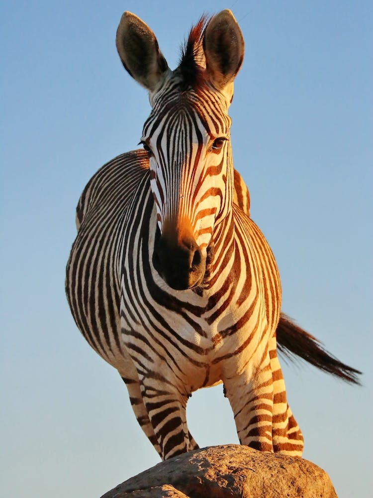 Zebra Action Color