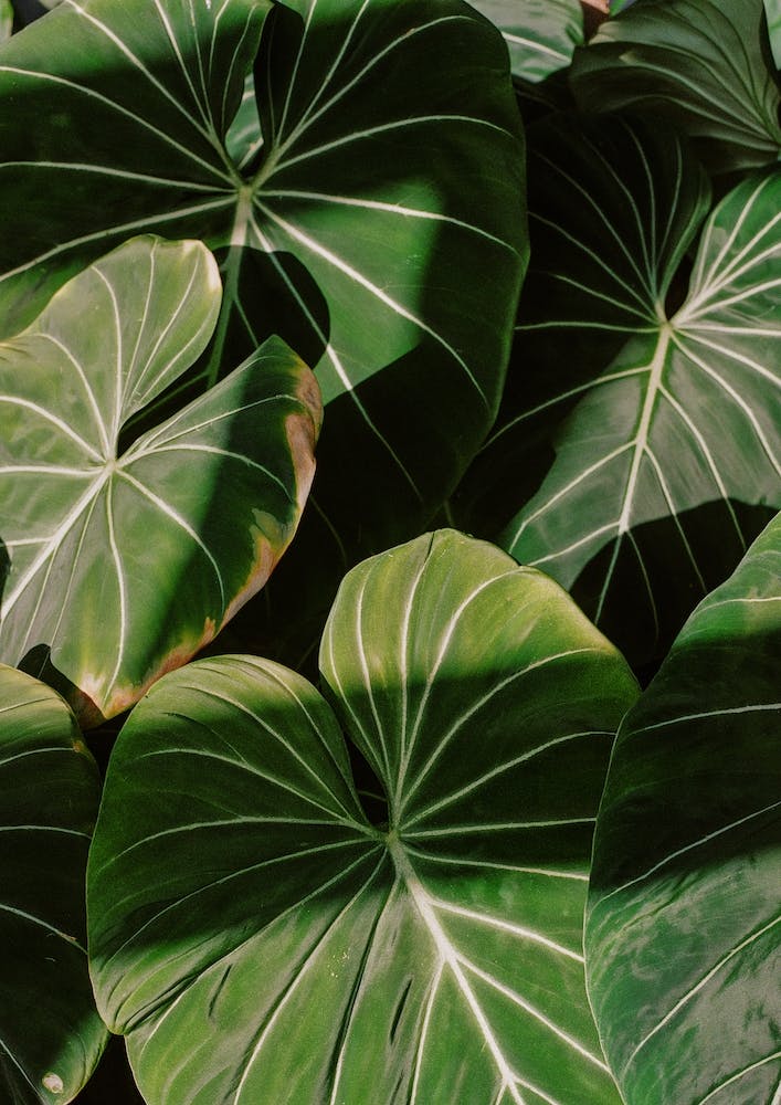 Abstract Philodendron Plant In Sunset