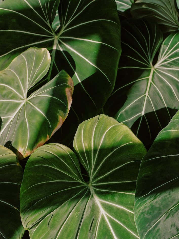 philodendron sunset Abstract Philodendron Plant In Sunset Art Print by Kin – Fy!