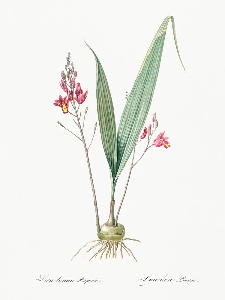 Pine Pink, Pierre Joseph Redoute