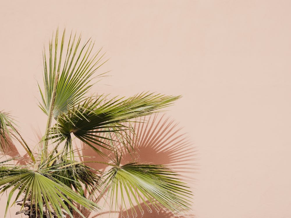 Palm Tree Against A Pink Wall In Morocco