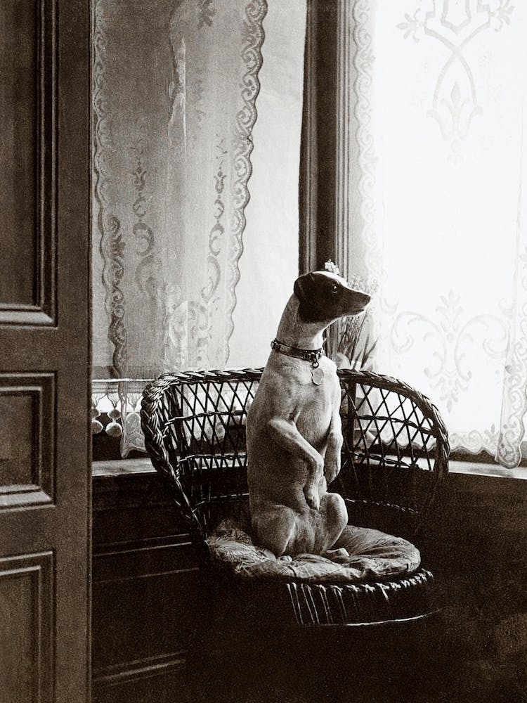 Sitting Dog In A Chair By A Window 1910