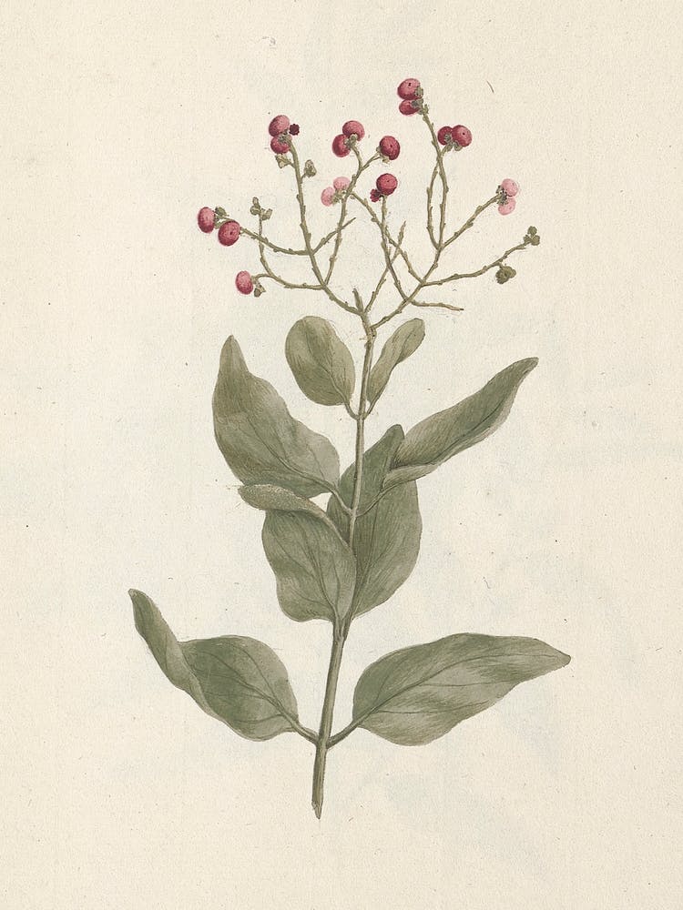 Ehretia Cymosa Thonning, Luigi Balugani