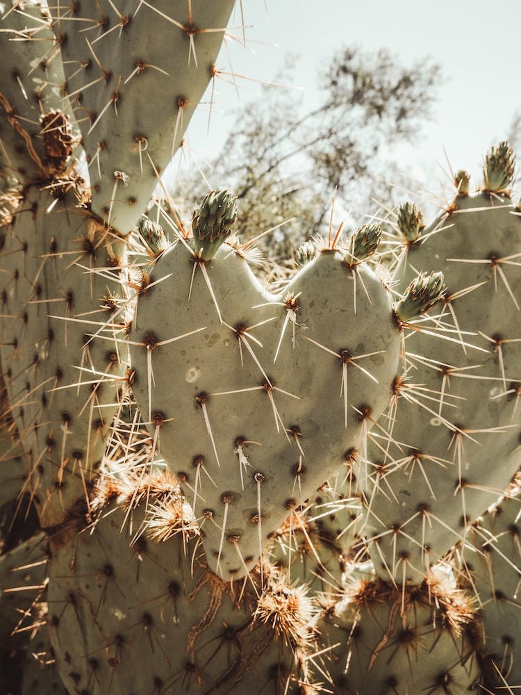 Heart Shaped Cactus