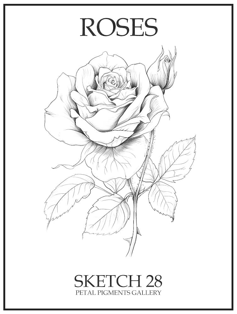 Rosen Skizze 28 Poster