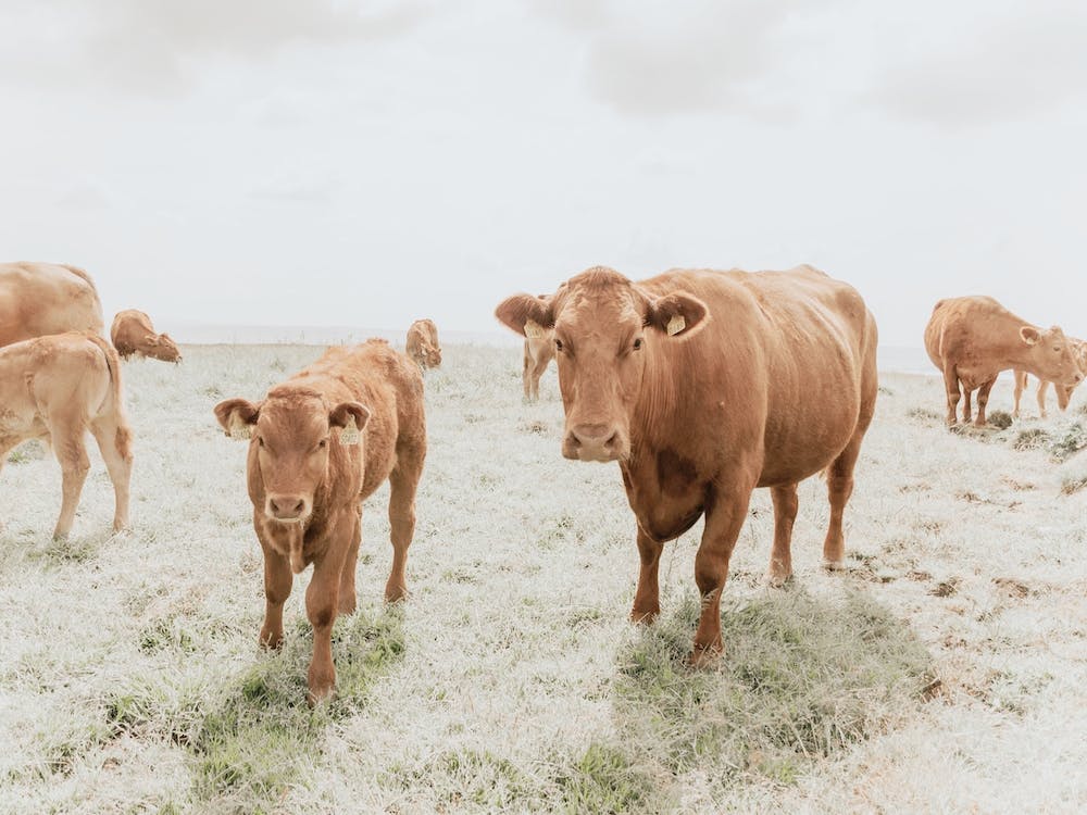Brown Cow Herd