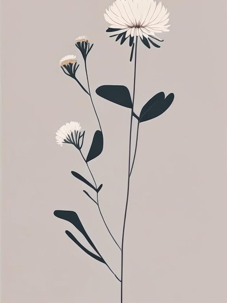 Asters Wildflower Simplicity