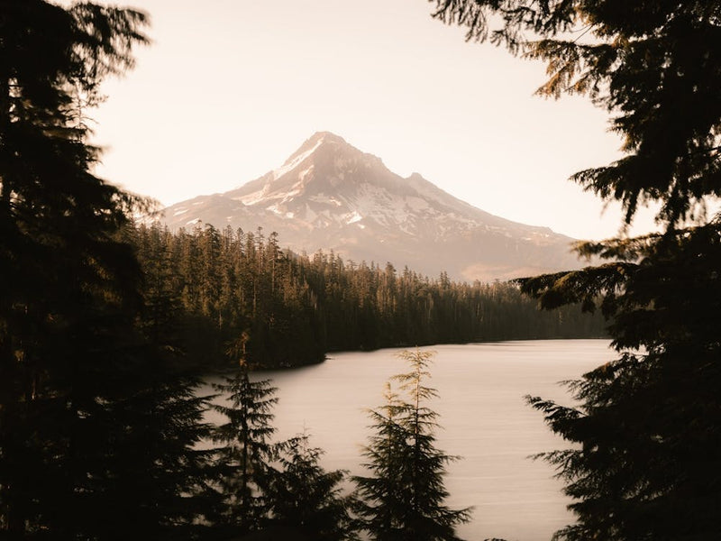 Mt. Hood Summer Forest Dreams