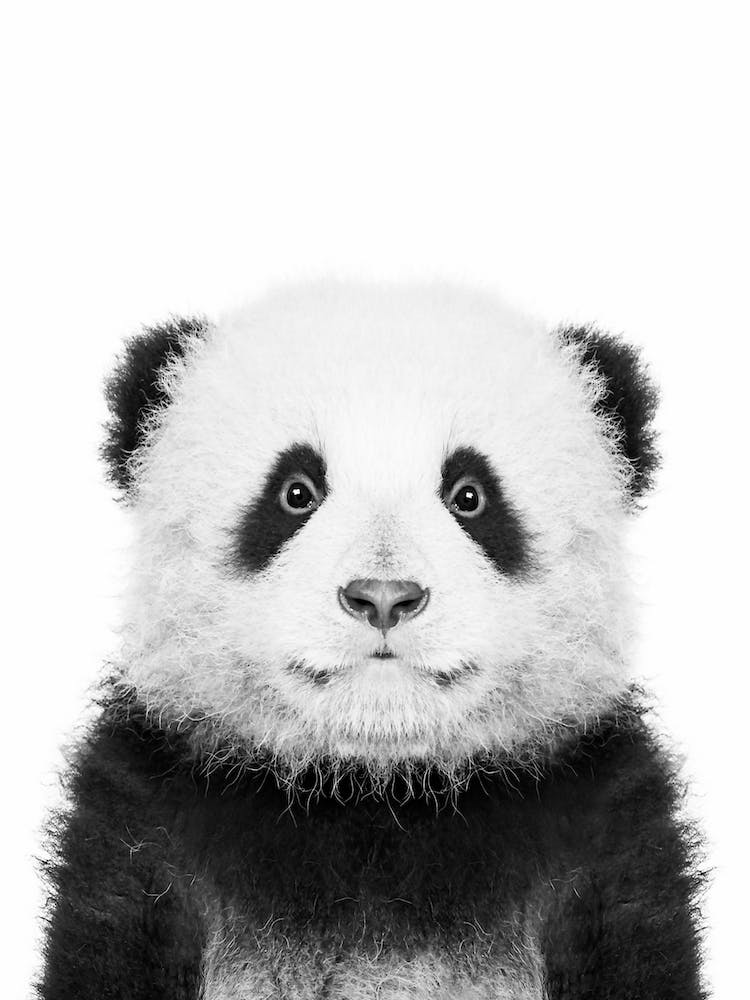 Panda Bear