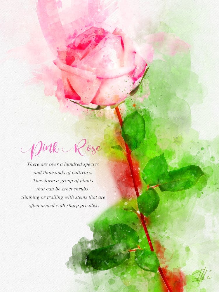 Pink Rose