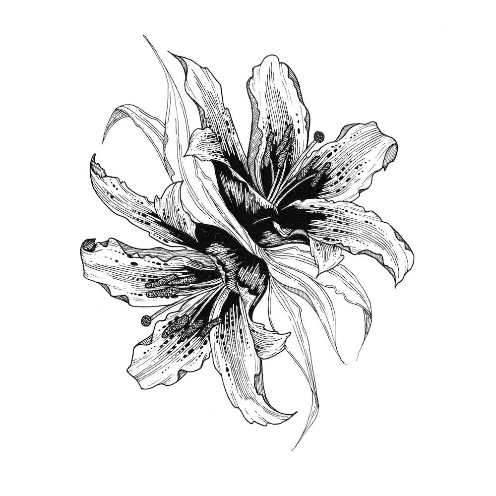 Lily Explosion In Ink