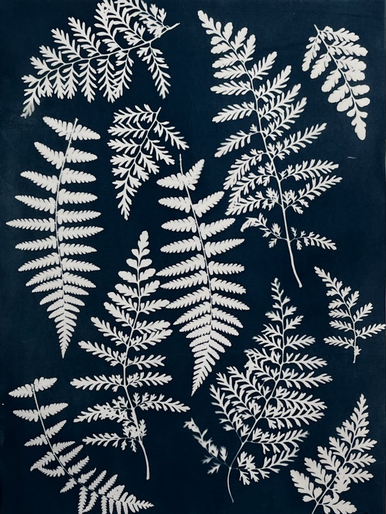 Blue Fern cyanotype