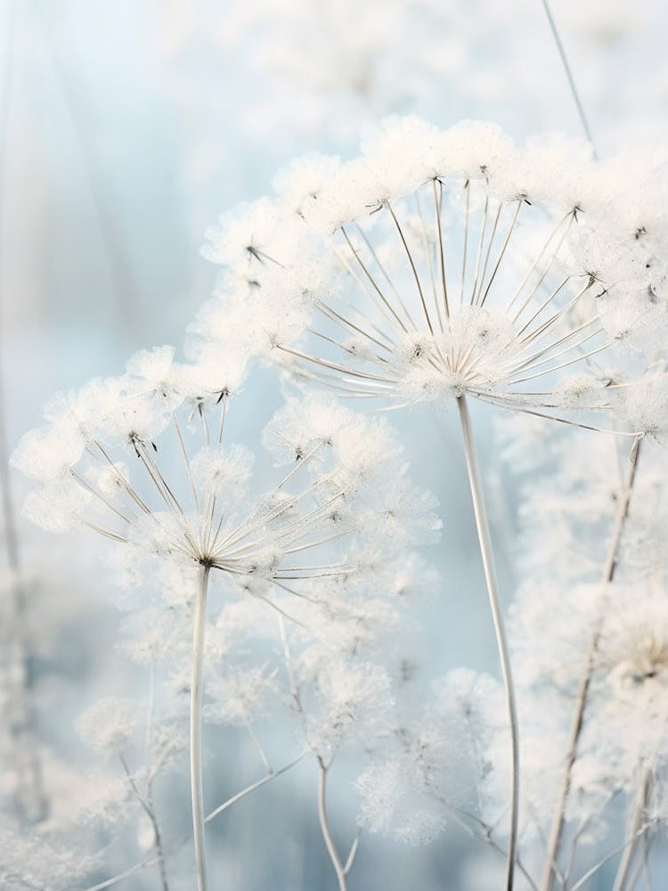 Frosty Botanical Queen Annes Lace 2