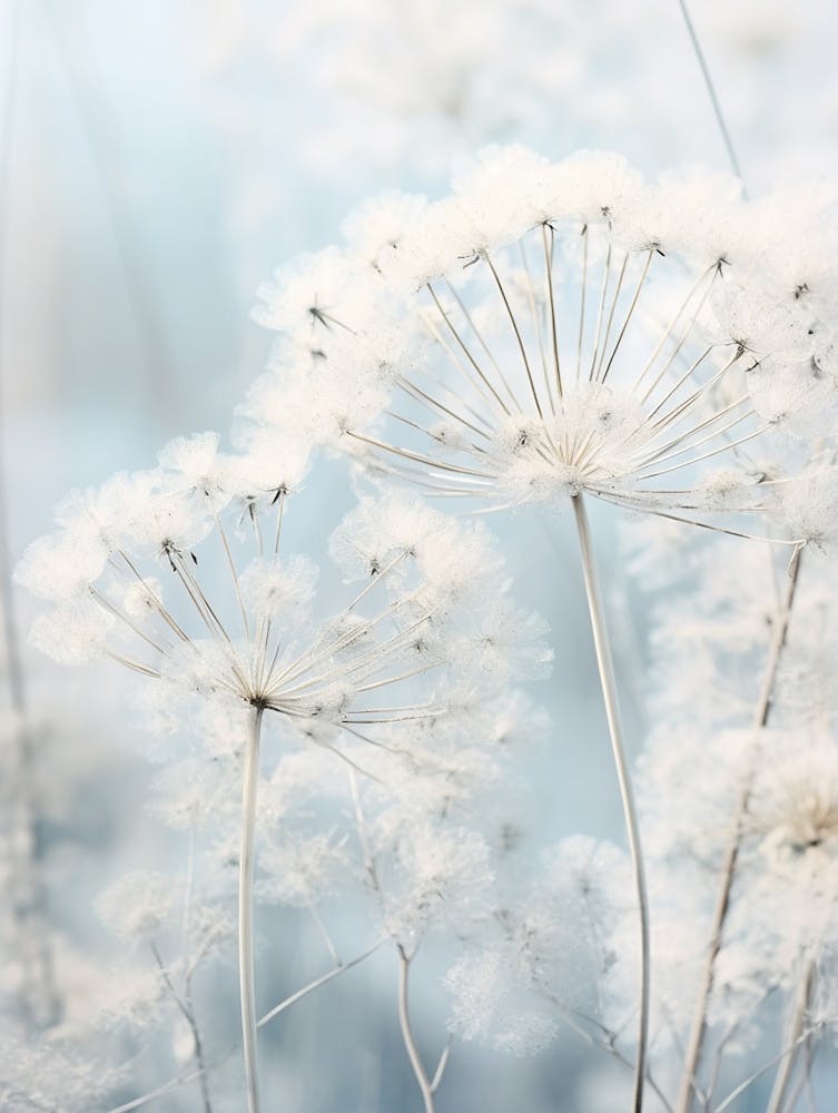 Frosty Botanical Queen Annes Lace 2