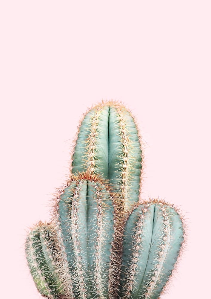 Cactus On Pink