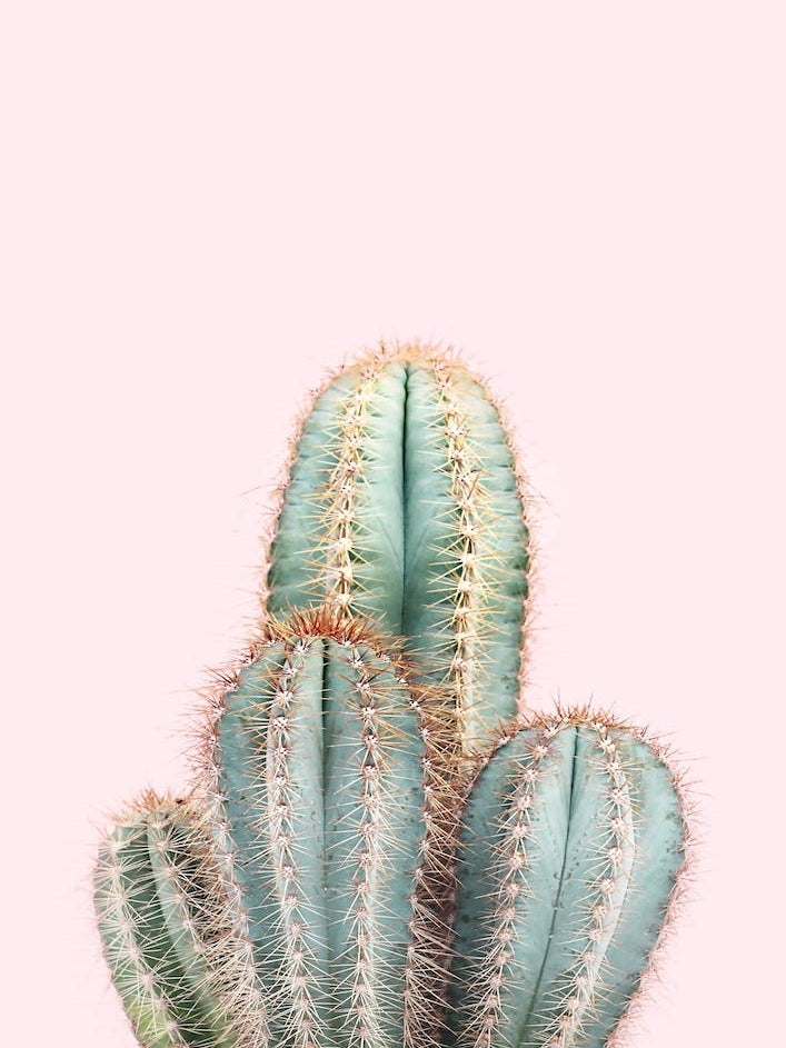 Cactus On Pink