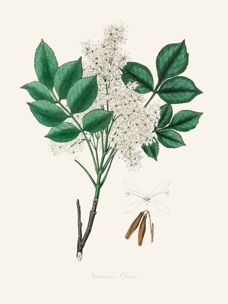 Vintage Botanical John Stephenson and James Morss Churchill_2731679