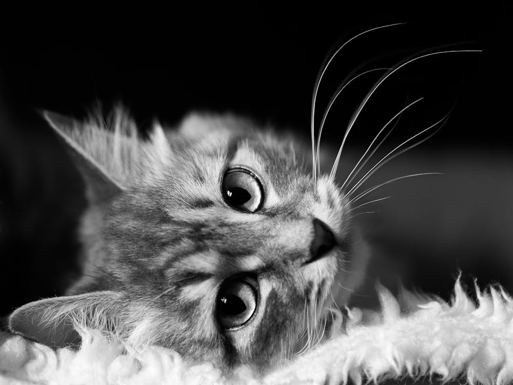 Black And White Cat 1