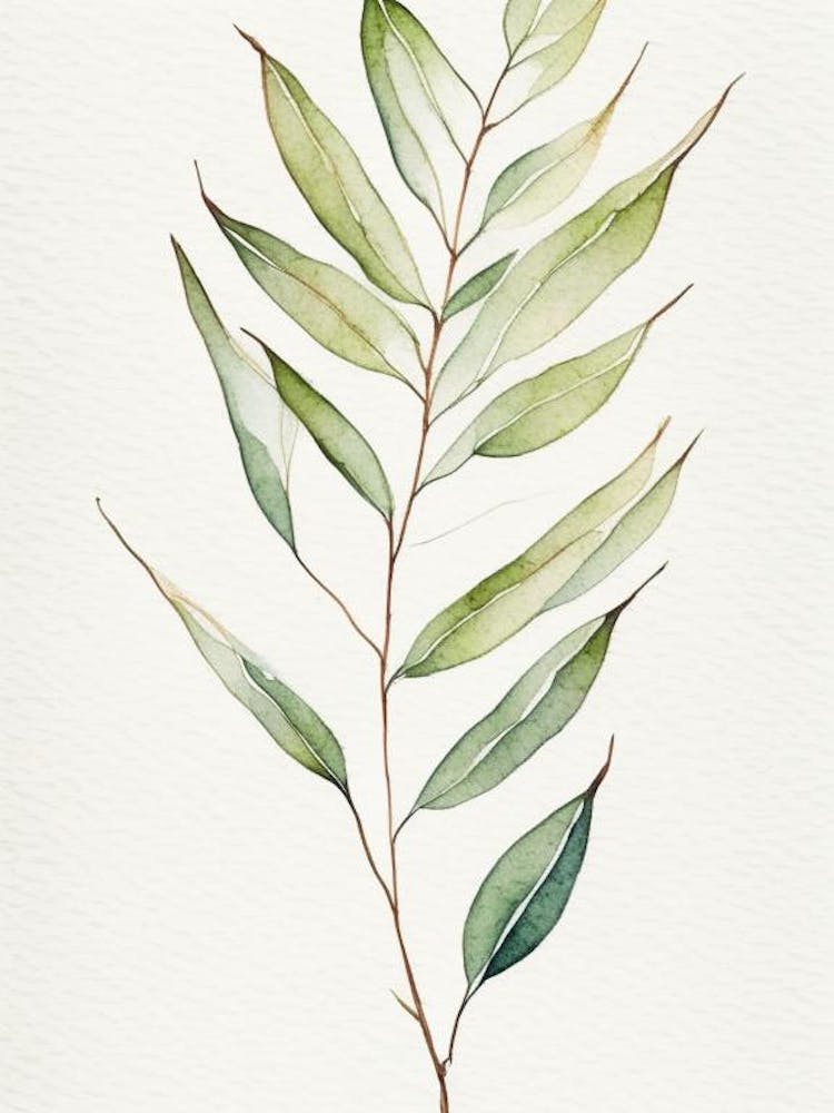 Willow Leaf Minimalist Watercolour 3