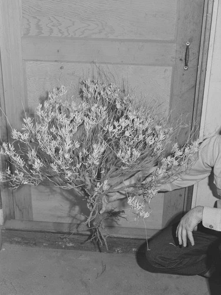 Photograph Appears To Show Guayule Plant, Based On Similarity To Neighboring Images By Russell Lee