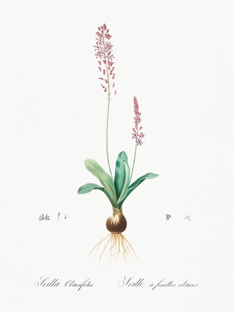 Scilla Obtusifolia Illustration From Les Liliacées (1805) , Pierre Joseph Redoute