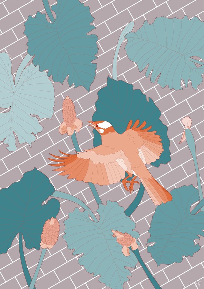 Orange Bird On Brick