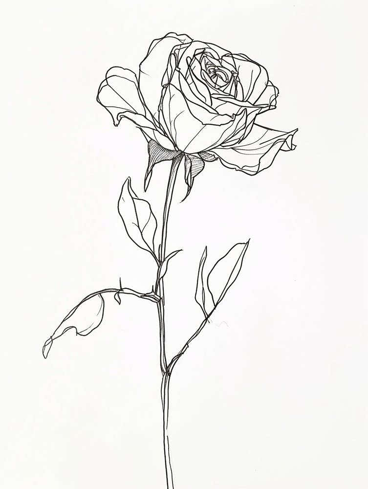 English Rose Black And White Line Drawing 28
