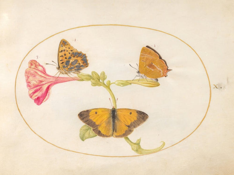 Three Butterflies on a Four O' Clock Flower (c. 1575-1580), Joris Hoefnagel
