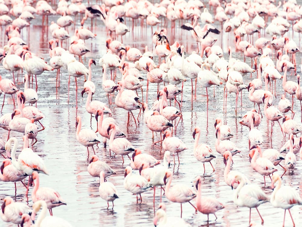 Flock of Flamingos