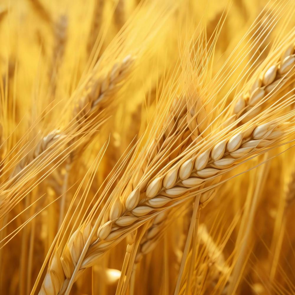Golden Wheat 4