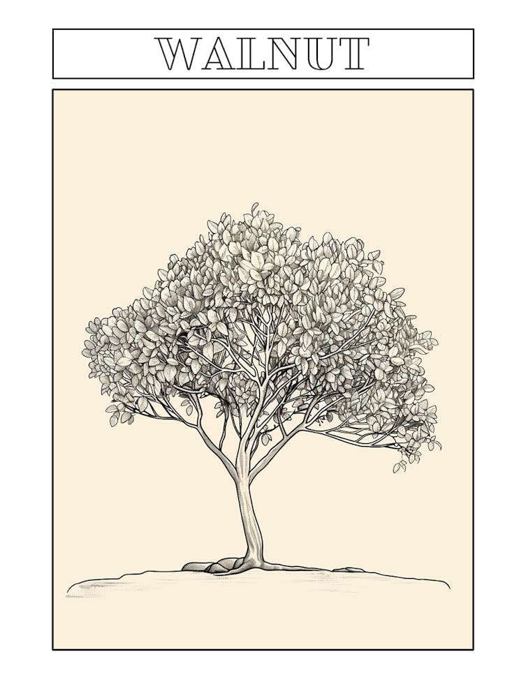 Walnut Tree Minimalistic Drawing 4 Poster