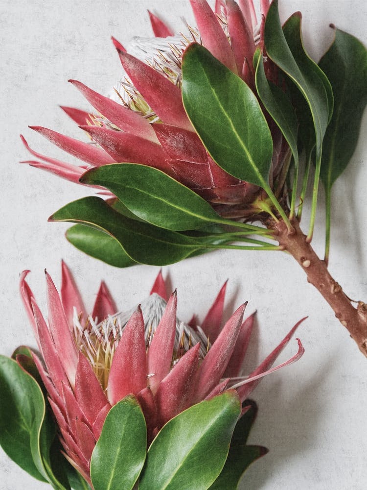 Red Protea Flowers
