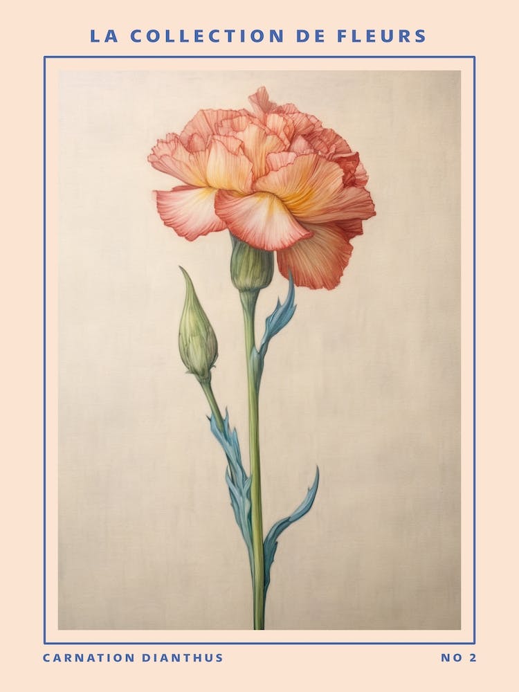 Carnation Dianthus 2 French Flower Botanical Poster