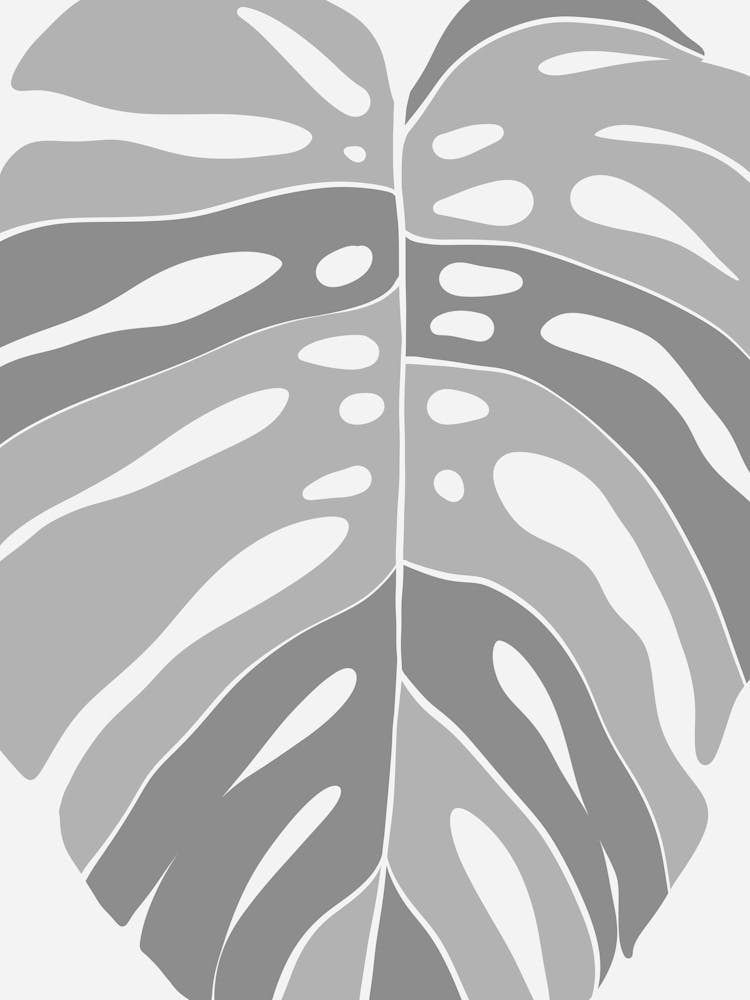 Monstera Blatt 5