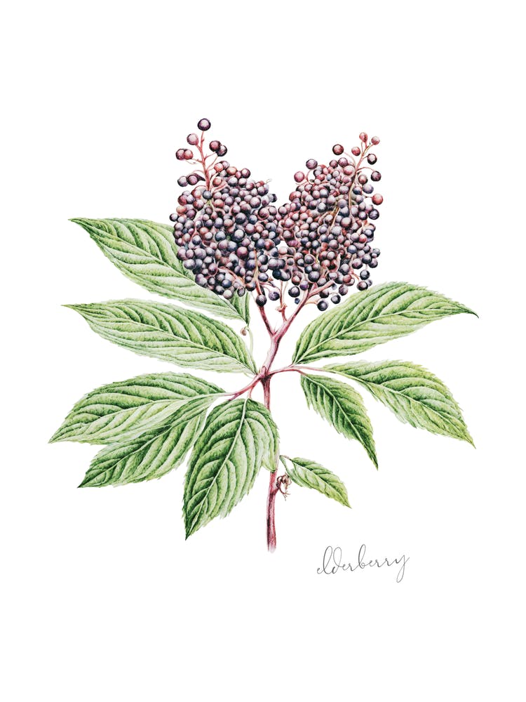 English Hedgerow Elderberry - Botanical Wall Print Set | Floral Collection