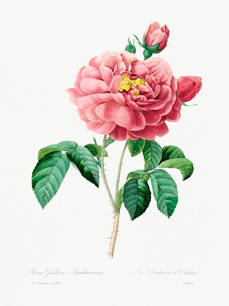 Pink Rose, Pierre Joseph Redoute