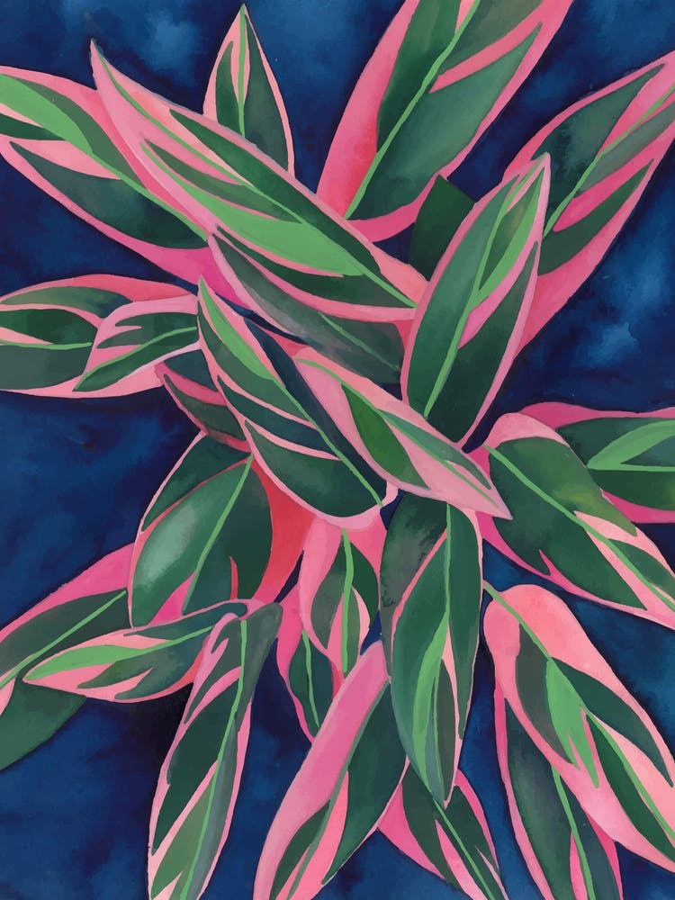 Calathea Triostar 2