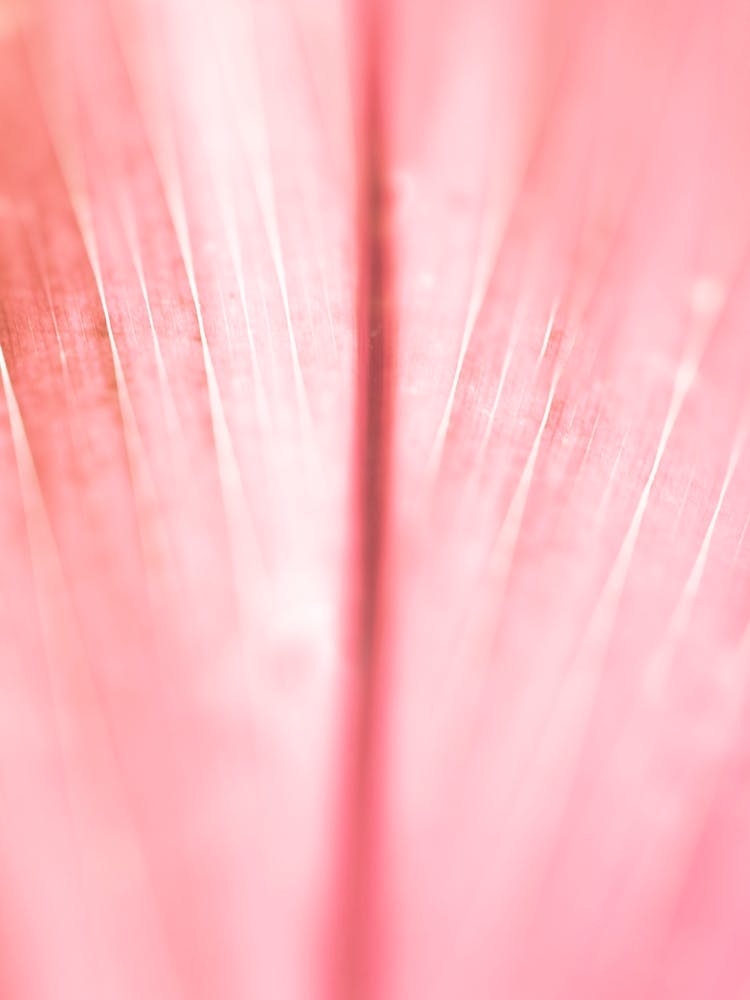 Pink Leave